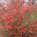 Chaenomeles japonica